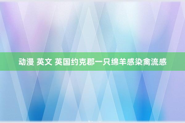 动漫 英文 英国约克郡一只绵羊感染禽流感